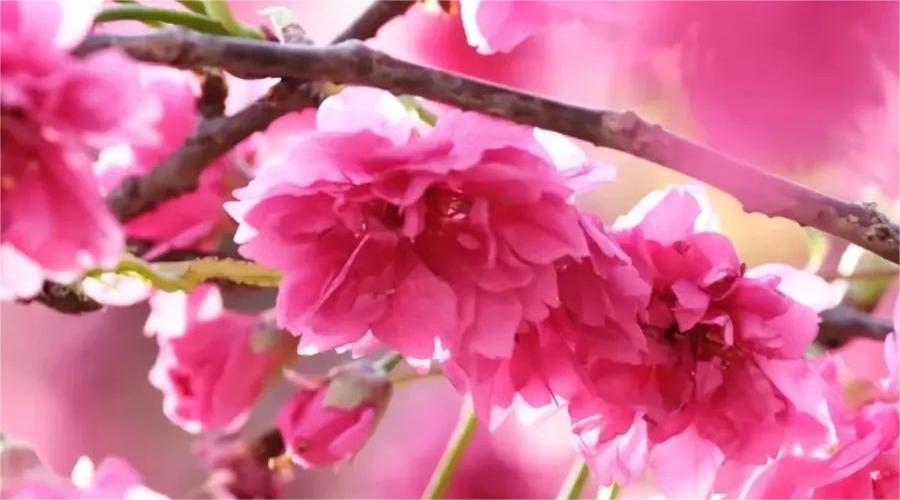 君若有心，风绕樱枝，相约花海里 | 关于开展“同心植绿护绿，建设绿美校园”捐植树木活动的倡议书