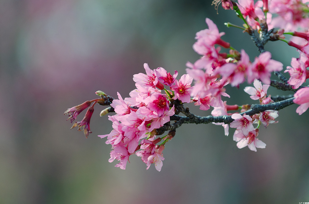 关于开展“同心共建，绿美广工”捐植树木活动的倡议书